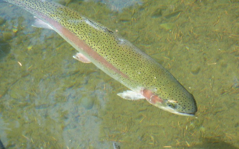 rainbow trout What Do Trout Eat