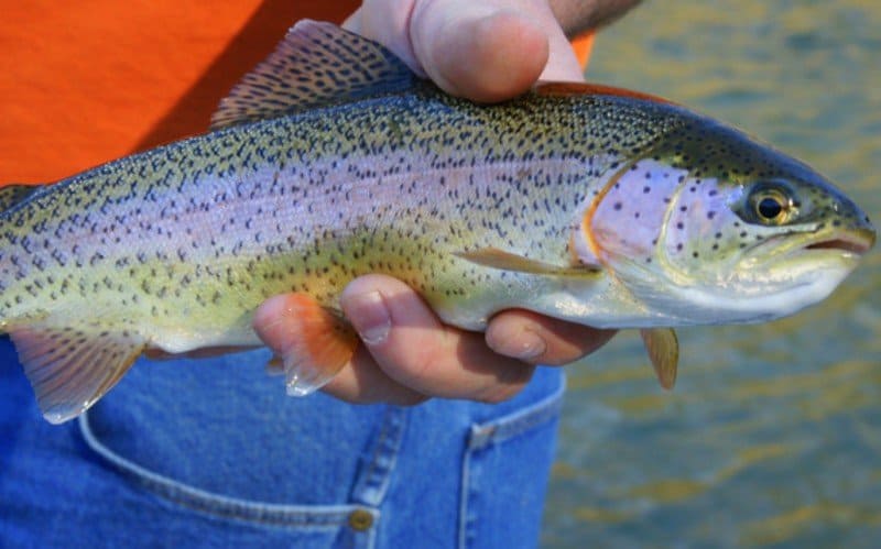 Identifying trout species: brook, brown, rainbow, sea, marble and cutthroat  • FlyFish Circle