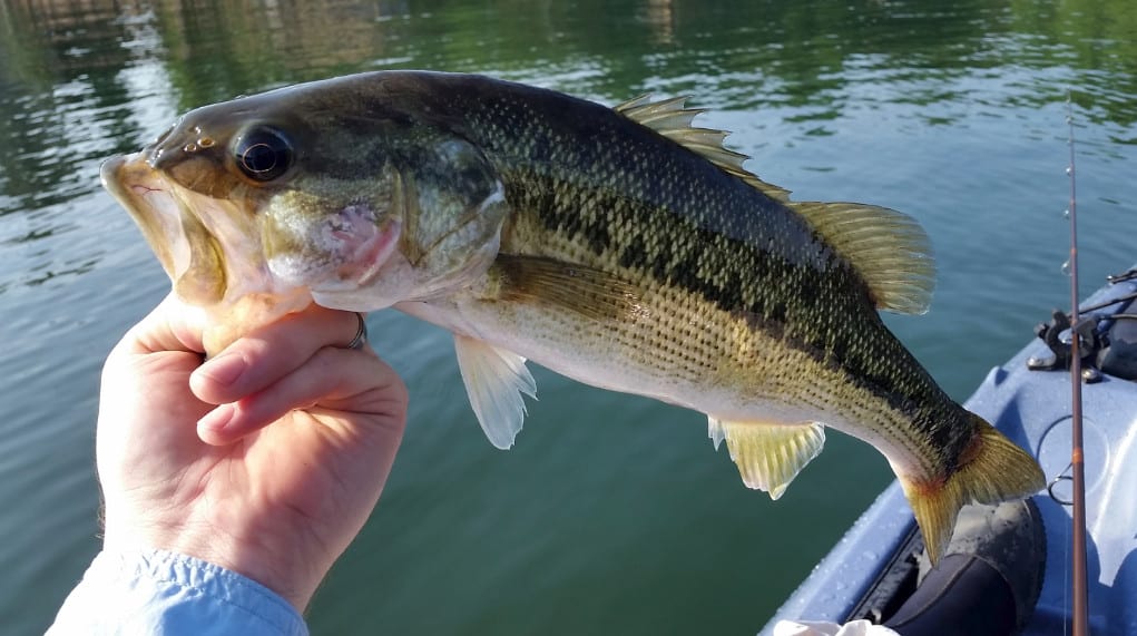 Types of Bass in North America: A Simple Guide